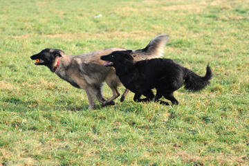 Dog Race, Fastest Dog Breeds, Speed of Dogs