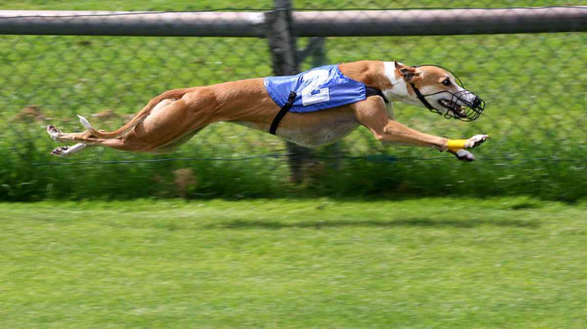 Dog Race, Fastest Dog Breeds, Speed of Dogs