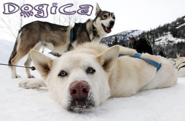 Sledding Dog Race, Sled Dogs, Husky, Malamut, Siberian, Alaskian