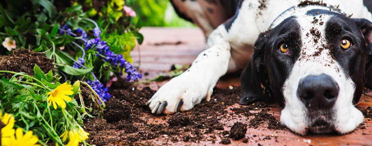 How to help dogs know the difference between dog toys & kid toys