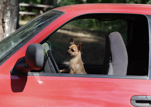 dog in car, dogs and cars