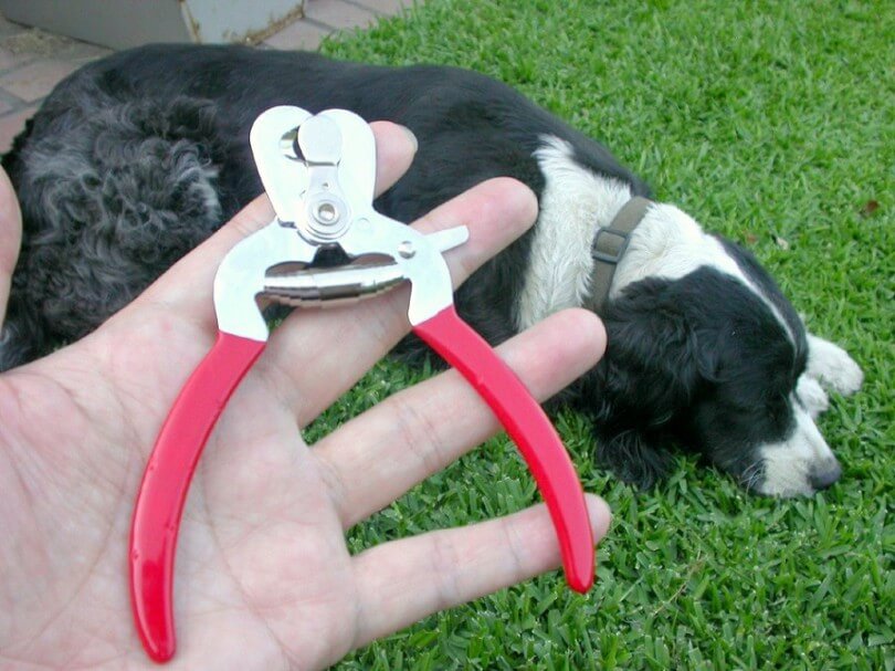 Dog Nails, Claws, Trimming and Clipping