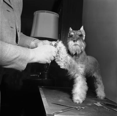 Dog Nails, Claws, Trimming and Clipping