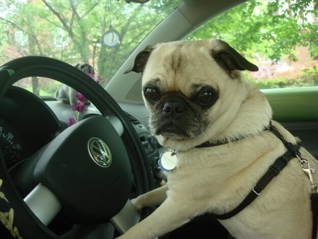 dog in car, dogs and cars