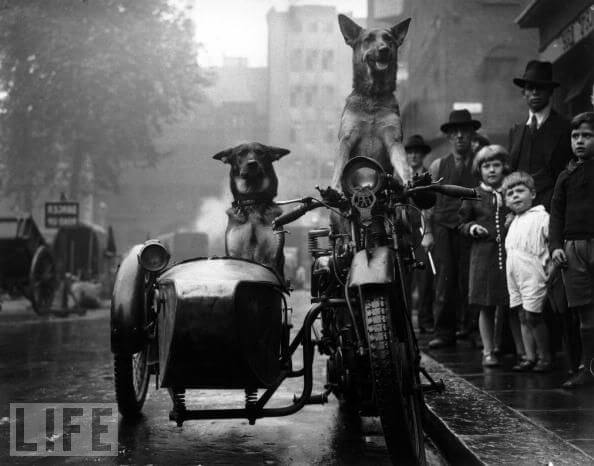 dog in car, dogs and cars