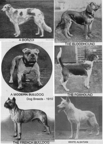 Dog Breeds Old, Ancient, Post Modern