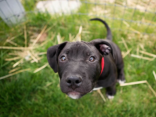 BASIC PUPPY TRAINING