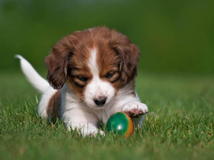 BASIC PUPPY TRAINING