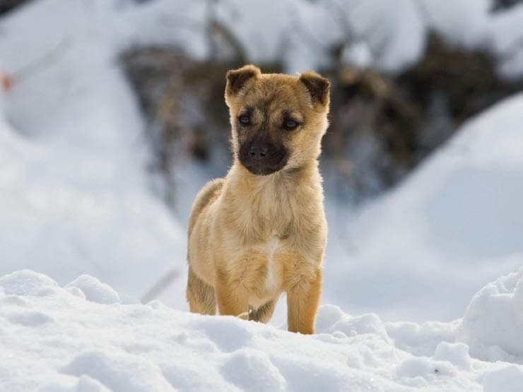 PUPPY TRAINING SCHEDULE