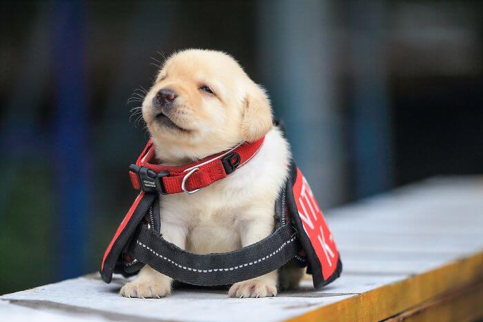 100 POLICE DOG NAMES