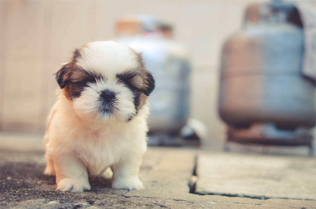 OBEDIENCE TRAINING YOUR PUPPY