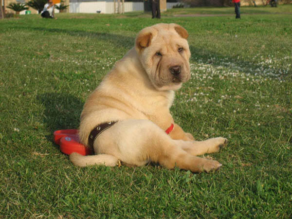 PUPPY TRAINING ON POTTY PADS