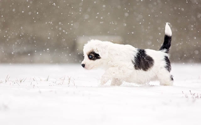 OBEDIENCE TRAINING YOUR PUPPY