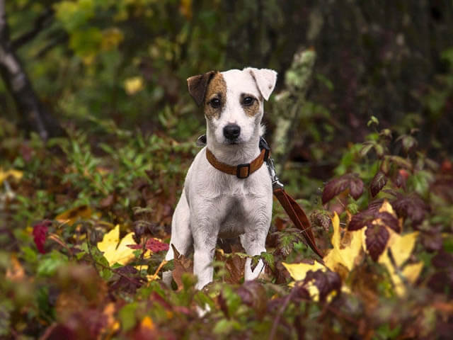 BASIC PUPPY TRAINING