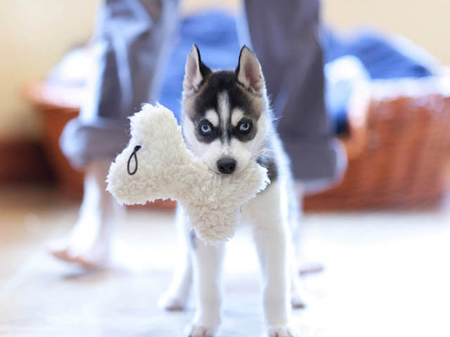 PUPPY TRAINING ON POTTY PADS