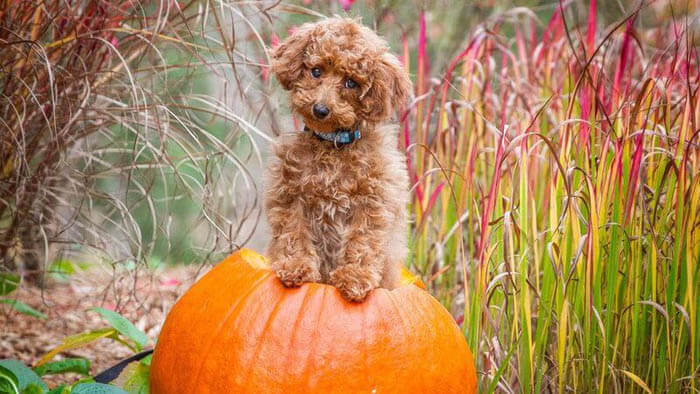 HOUSE TRAINING YOUR PUPPY