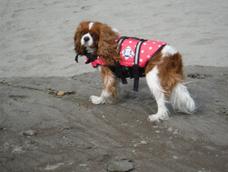 Surfing Dogs