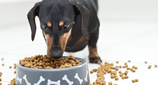 DOG FOOD TYPES