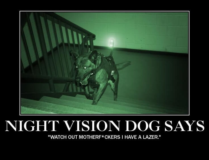 Dog demotivators and graphics