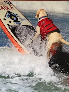 Free Surfing Dogs Photos