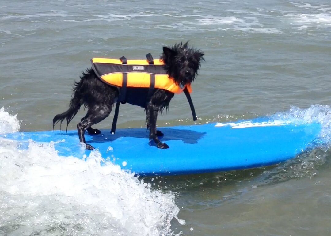 Surfing Dogs