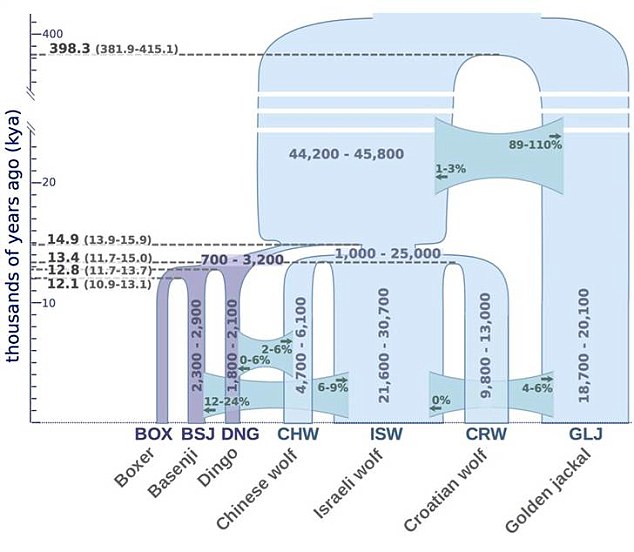 This graphic shows how genetic relationships evolved over time, based on three dogs, three wolves and a jackal