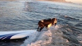 Surfing Dogs