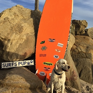 Free Surfing Dogs Photos