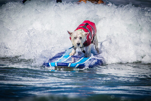 Surfing Dogs