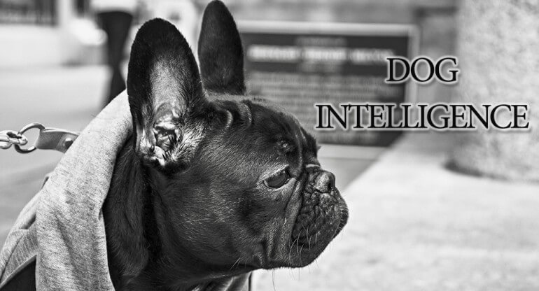 Dog Intelligence