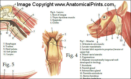 Dog Head Deseases & Injury