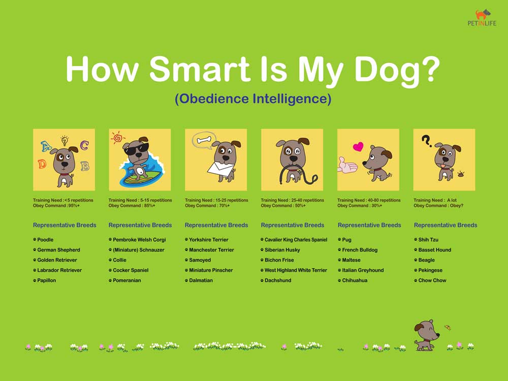 Online Dog Intelligence Rank