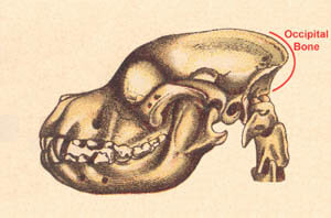 Dog Head Structure