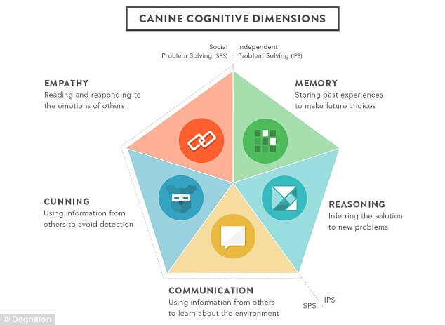 Dog Intelligence Test