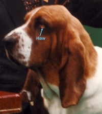 Dog Head Structure