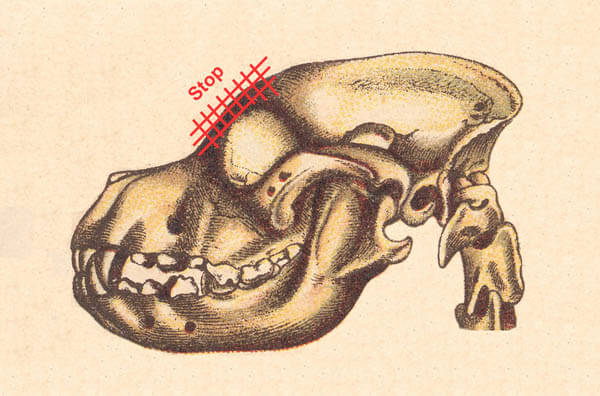 Dog Head Structure