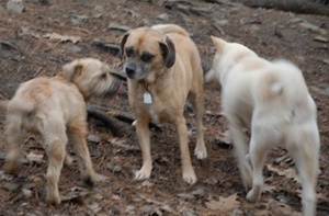 Dog Head Shaking and Tilt, Dog Head Balance