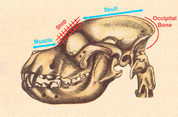 Dog Head Structure