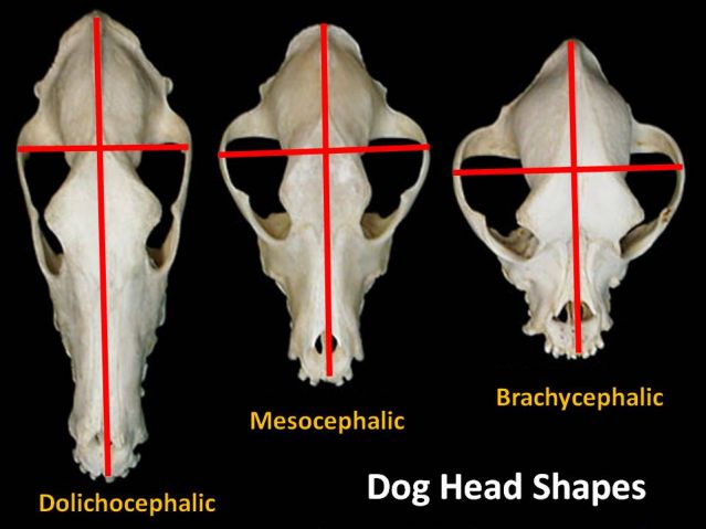 Dog Head