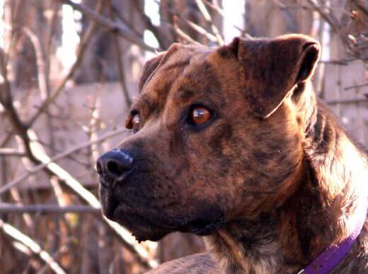 Dog Head Shaking and Tilt, Dog Head Balance