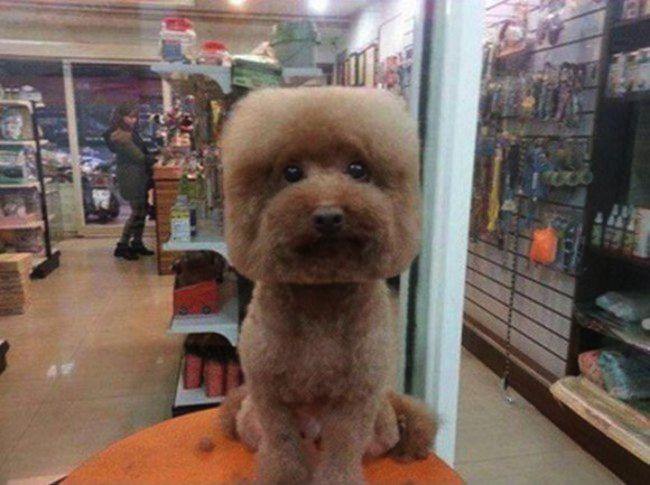 Dog Head Haircut