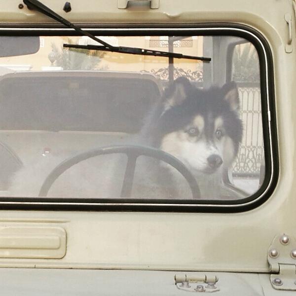 dogs in cars