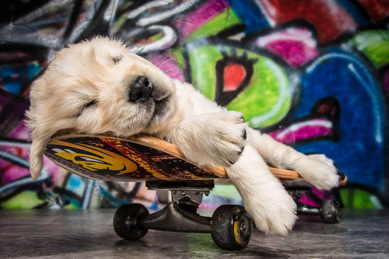 SKATEBOARDING DOGS