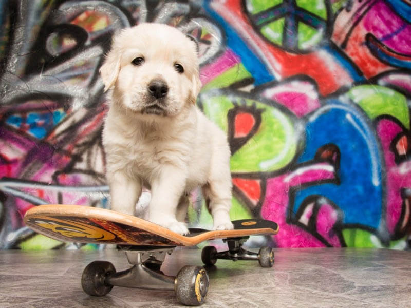 SKATEBOARDING DOGS