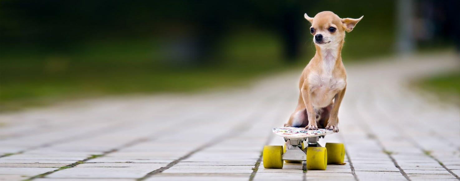 35 SKATEBOARDING DOGS LIST