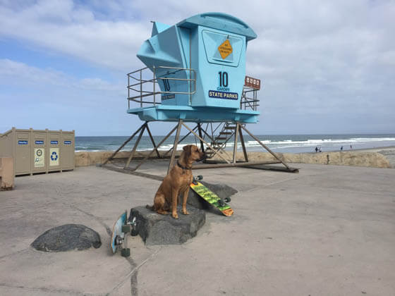 SKATEBOARDING DOG