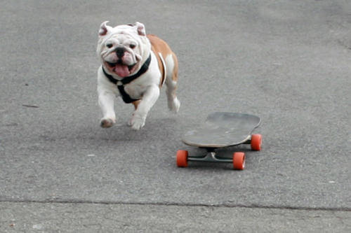 SKATEBOARDING DOG