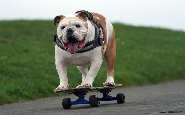 SKATEBOARDING DOG