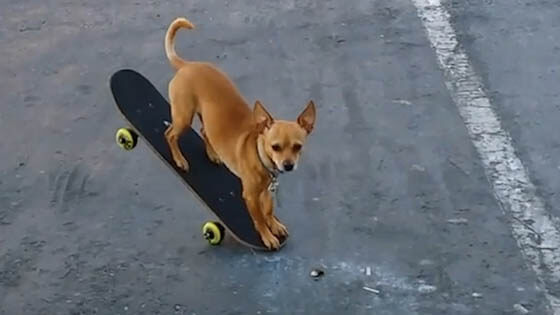 SKATEBOARDING DOG