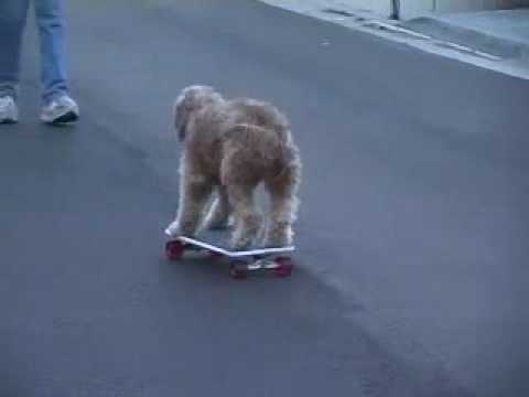 SKATEBOARDING DOG